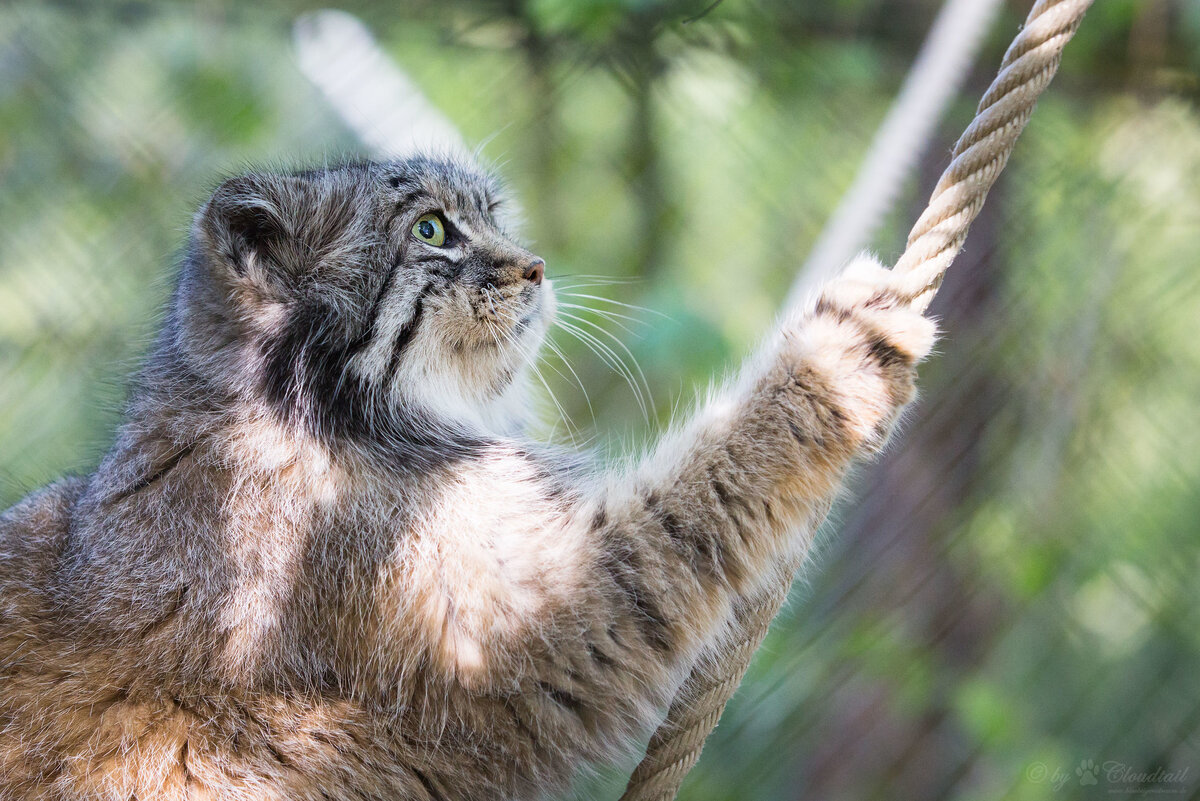 Еще одна фотография из зоопарка Мюлуза, где кот играет с канатом. Фото: flickr.com / Cloudtail the Snow Leopard.