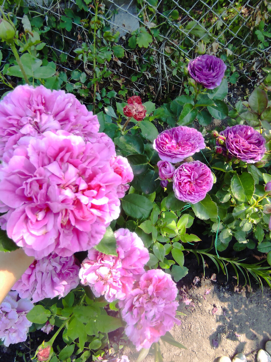 Все женщины любят цветы, но большинство из них предпочитает розы.🌹🌹🌹 |  Розарий🌹Ангелочек | Дзен