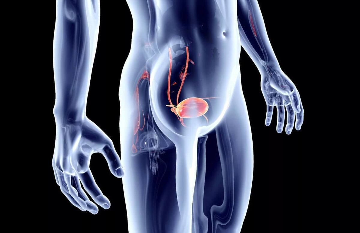    Расположение мочевого пузыря в теле человека