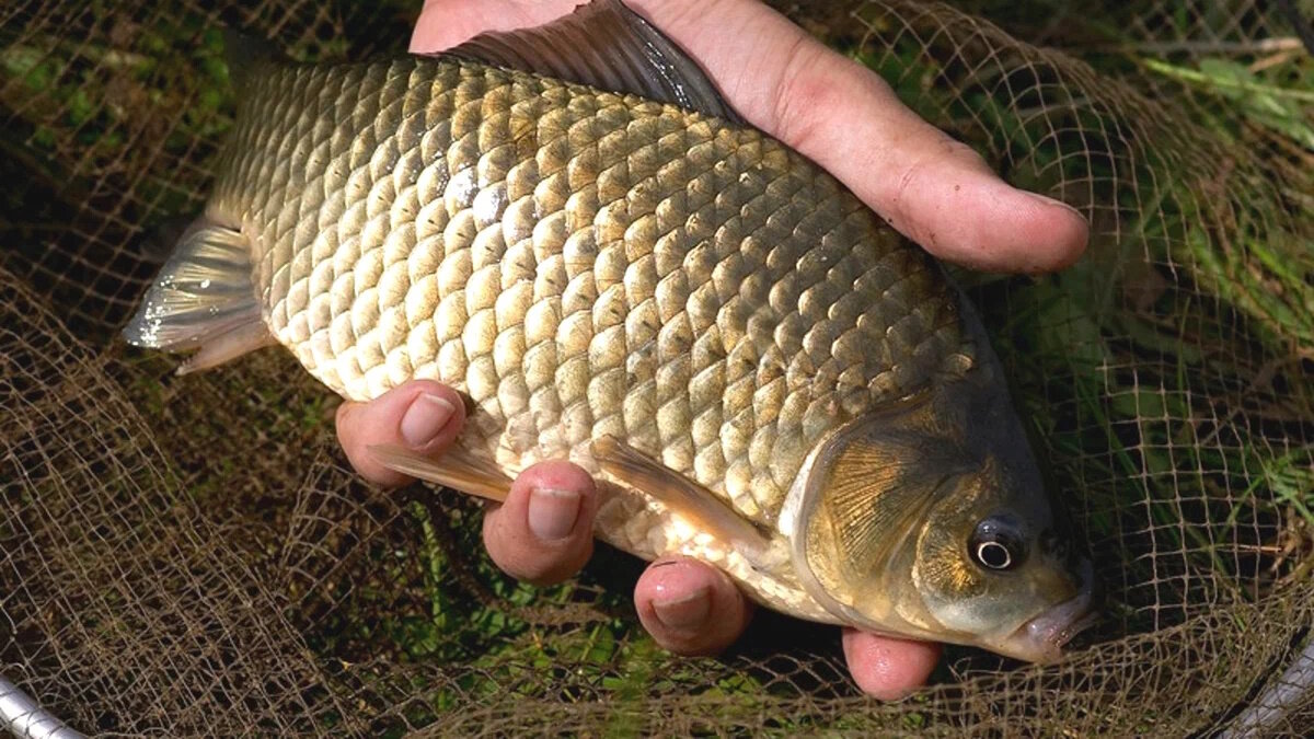 Особенности и нюансы ловли карася