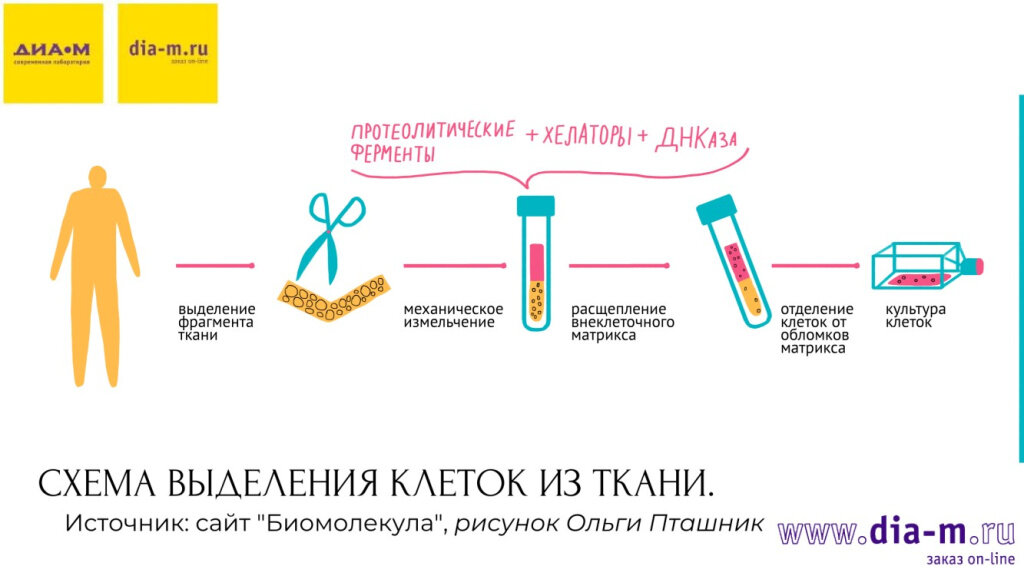 Стандартизованная пробоподготовка в цитологии: кому нужна и где используется?