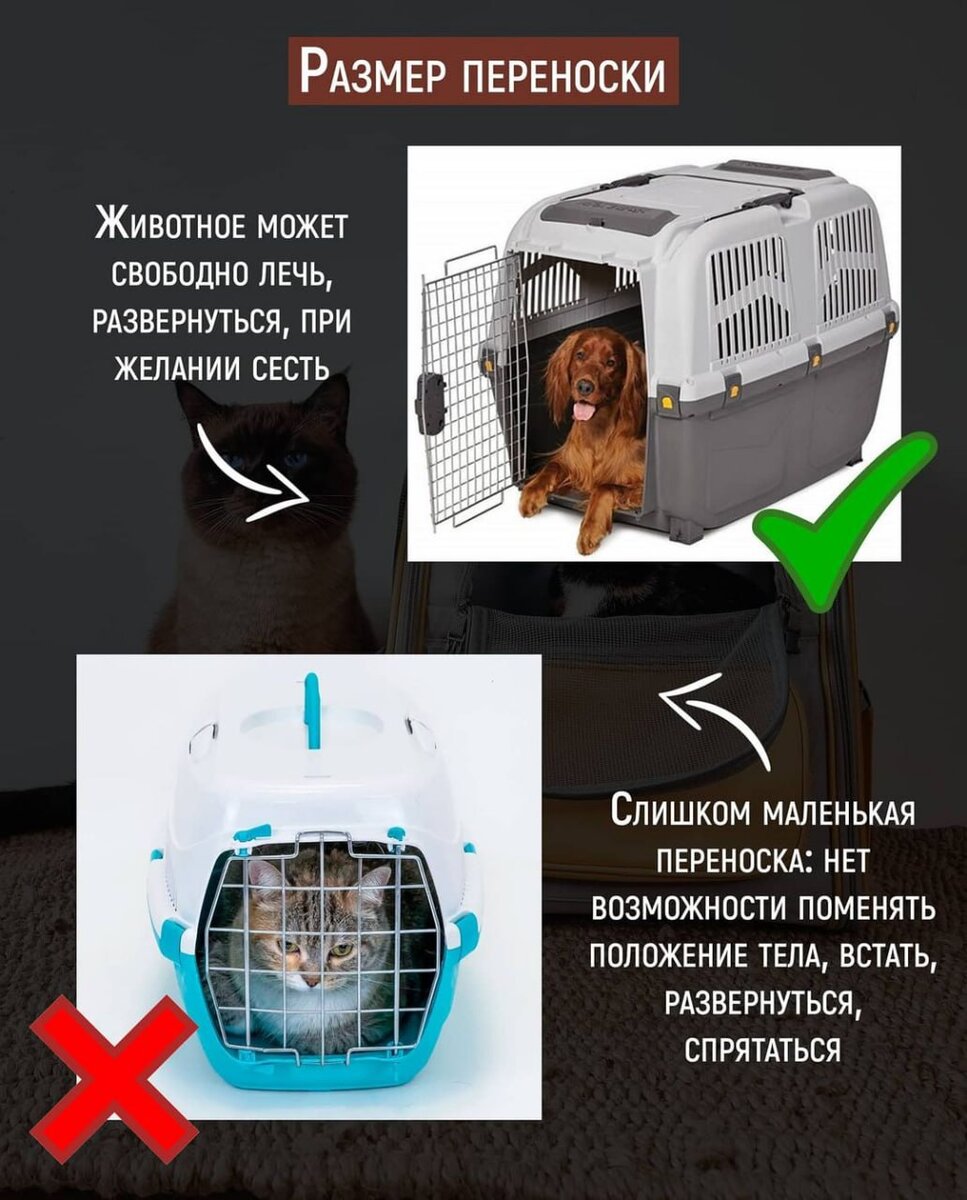 Как подобрать переноску. Переноска марчиоро кайман 2. Переноска марчиоро скиппер. Переноска для кошек пластиковая. Как подобрать переноску.