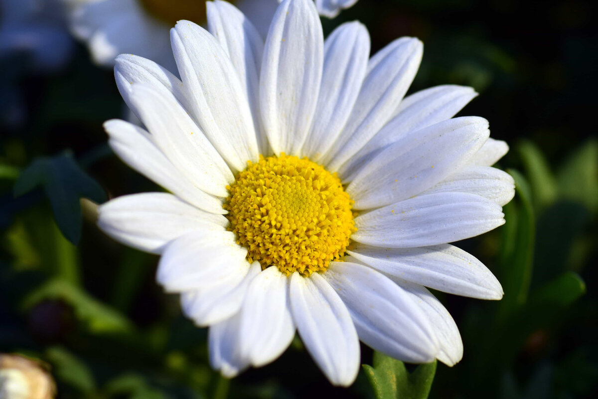 Фото из инета.