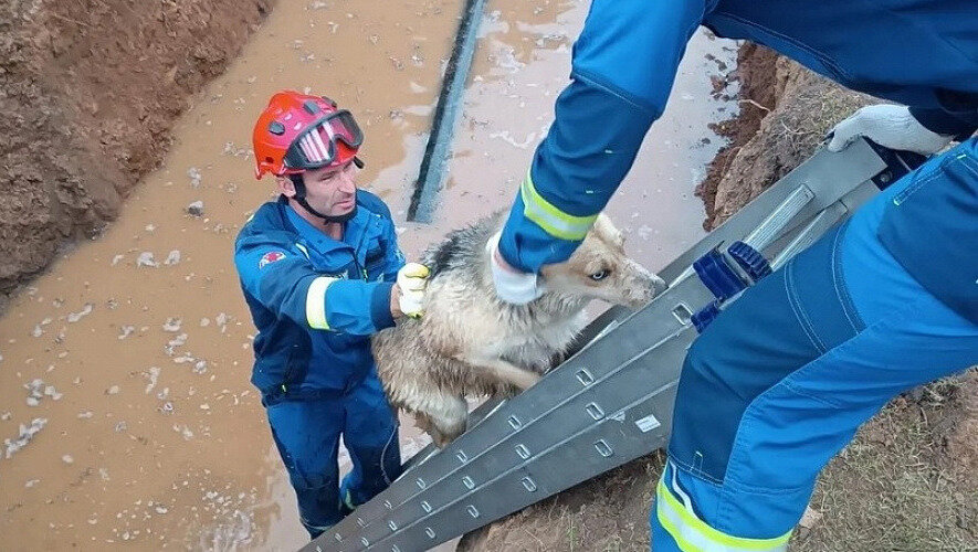     В Сарапуле спасли собаку, которая упала в яму с водой и не могла самостоятельно выбраться. Об этом сообщили в Поисково-спасательной службе Удмуртии.