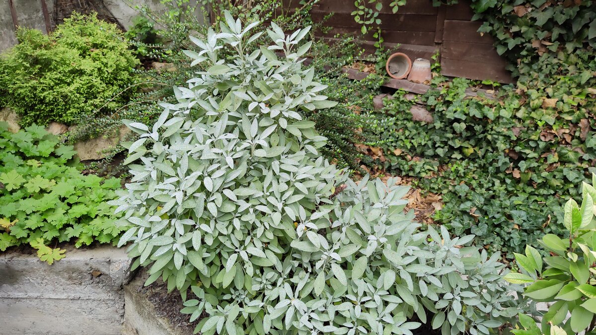 Шалфей лекарственный имеет шикарный куст с серебристым листом. Октябрь 2022 г.