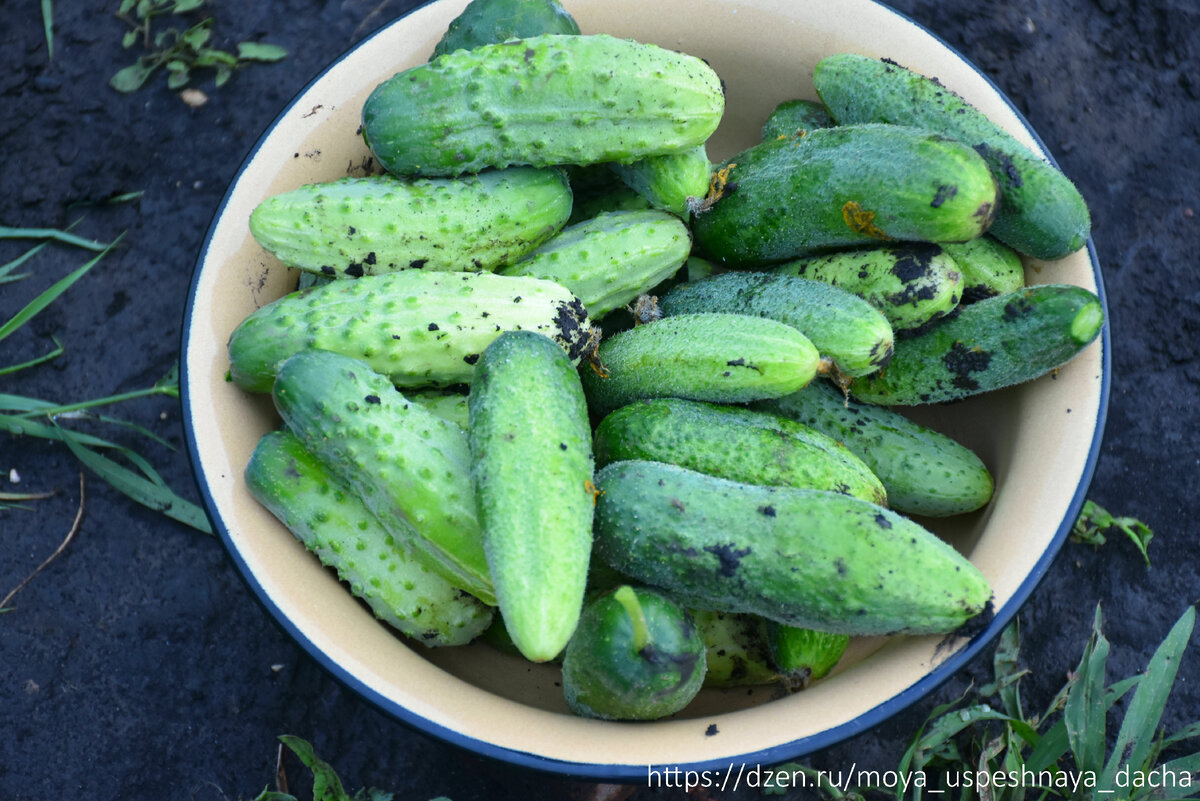 10 очень вкусных блюд из патиссонов