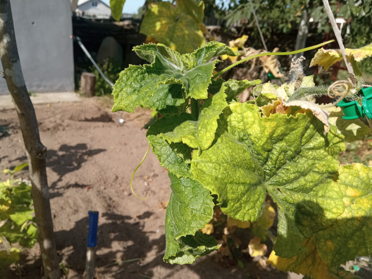 Молодая поросль