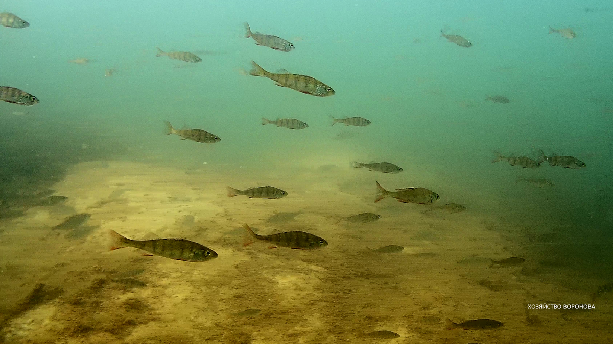 башкирия рыбное хозяйство. карьер с рыбами. судак на джиг. рыбы ростовской области. карьера рыб.