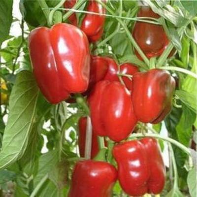 перец Калифорнийское чудо