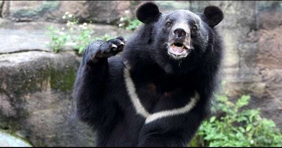 Гималайский, или белогрудый медведь (Ursus thibetanus) по величине почти вдвое меньше бурого. Мех короткий, блестящий. На груди всегда есть белое пятно в форме буквы V; оно напоминает полумесяц, и именно из-за него гималайского медведя называют «лунным».