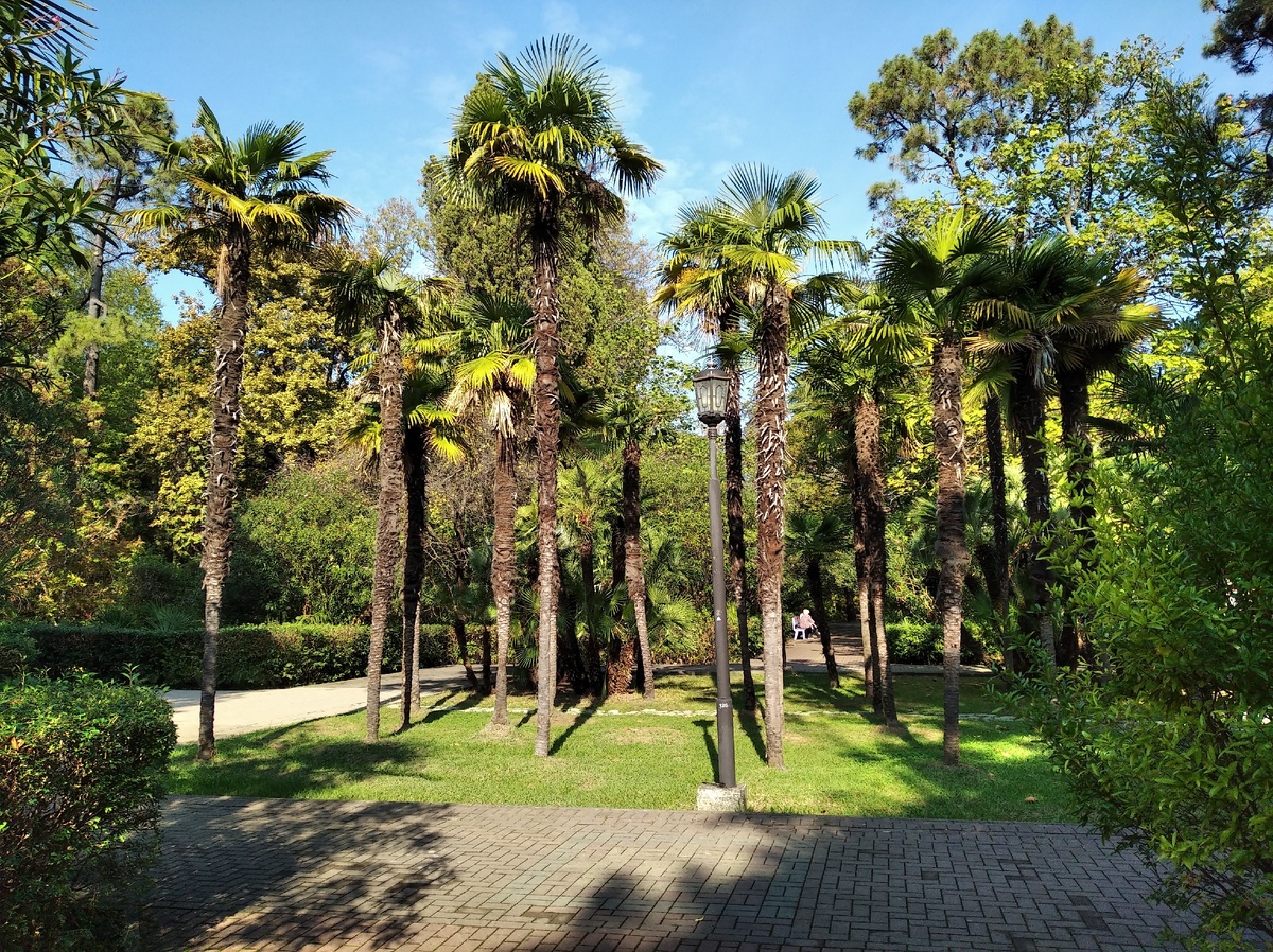 Сочи в ноябре 2020 года, фото автора