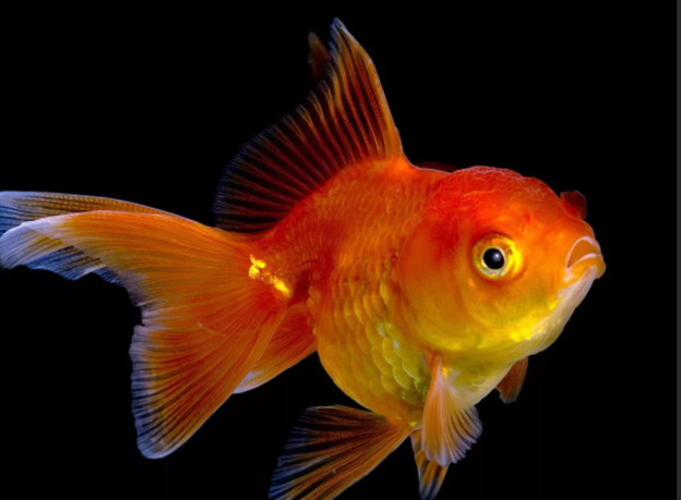 Королева аквариума – "золотая рыба" или "золотой карп"