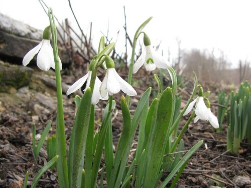 Подснежники. Фото автора