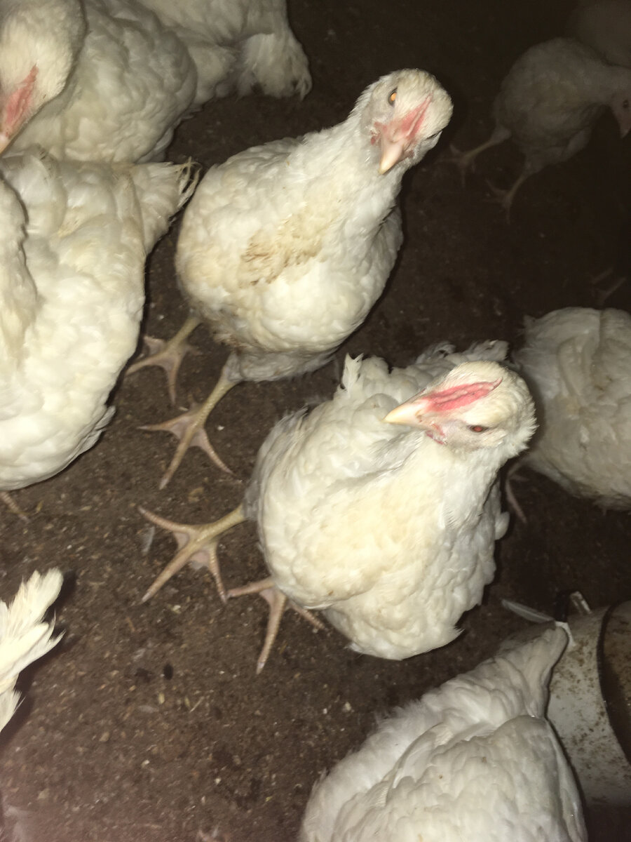 Бройлера росс-380, им 1,5 месяца