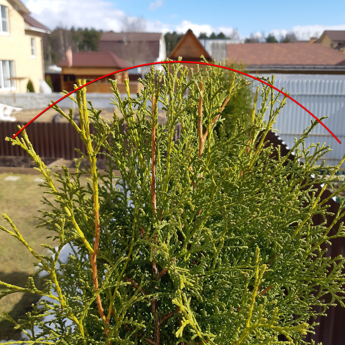 Сосна обрезка формирование. Сосна ниваки верхушка. Сосны с обрезанными макушками. Лиственница европейская корник стрижка. Подрезать макушку.