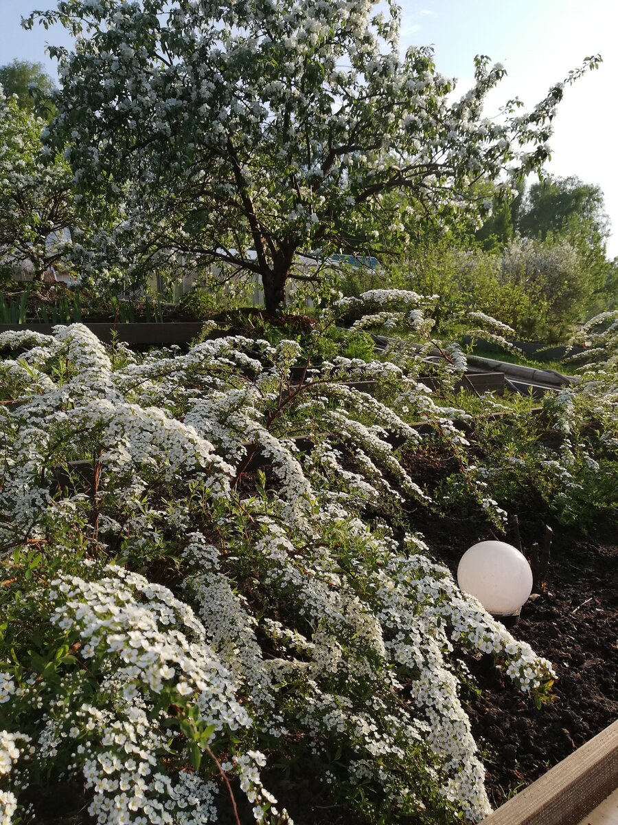 Это спирея серая Грефшейм, выращенная из черенка, здесь ей три - четыре года