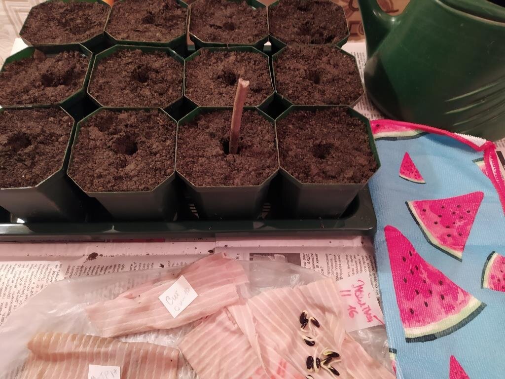 Когда сеять арбузы на рассаду в 2024. Когда сеять арбузы на рассаду в 2024. Когда сажать дыню на рассаду. Рассада дыни всходы. Всходы арбуза.