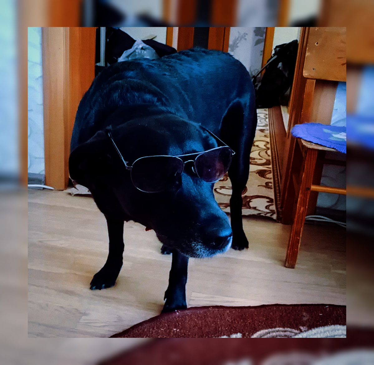 Лабрадор Боня