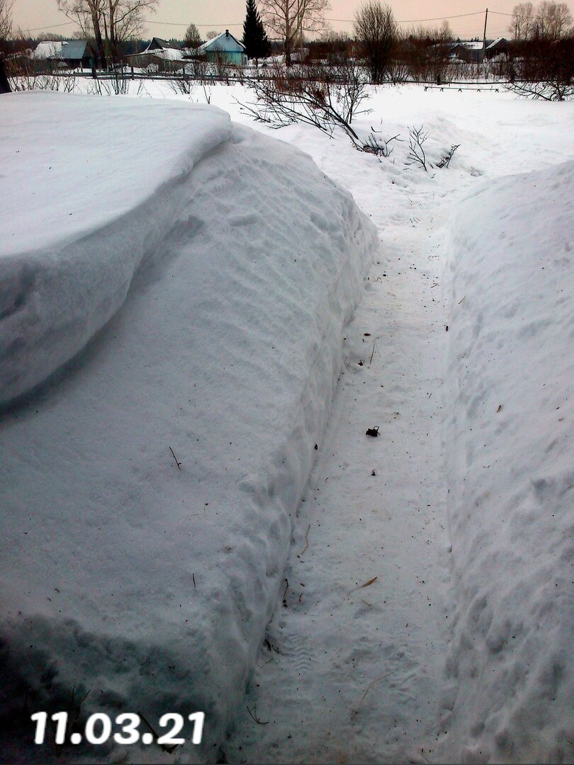 ОГОРОД, ФОТО ЭТОГО ГОДА