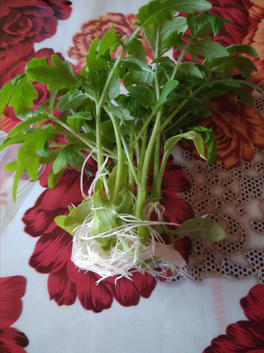 Вот такие корешки