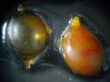  Вот так выглядит пустой, уже покинутый, кокон (слева) и кокон, готовый к выходу червяка А вот и сам новорожденный червячонок, покидающий кокон.