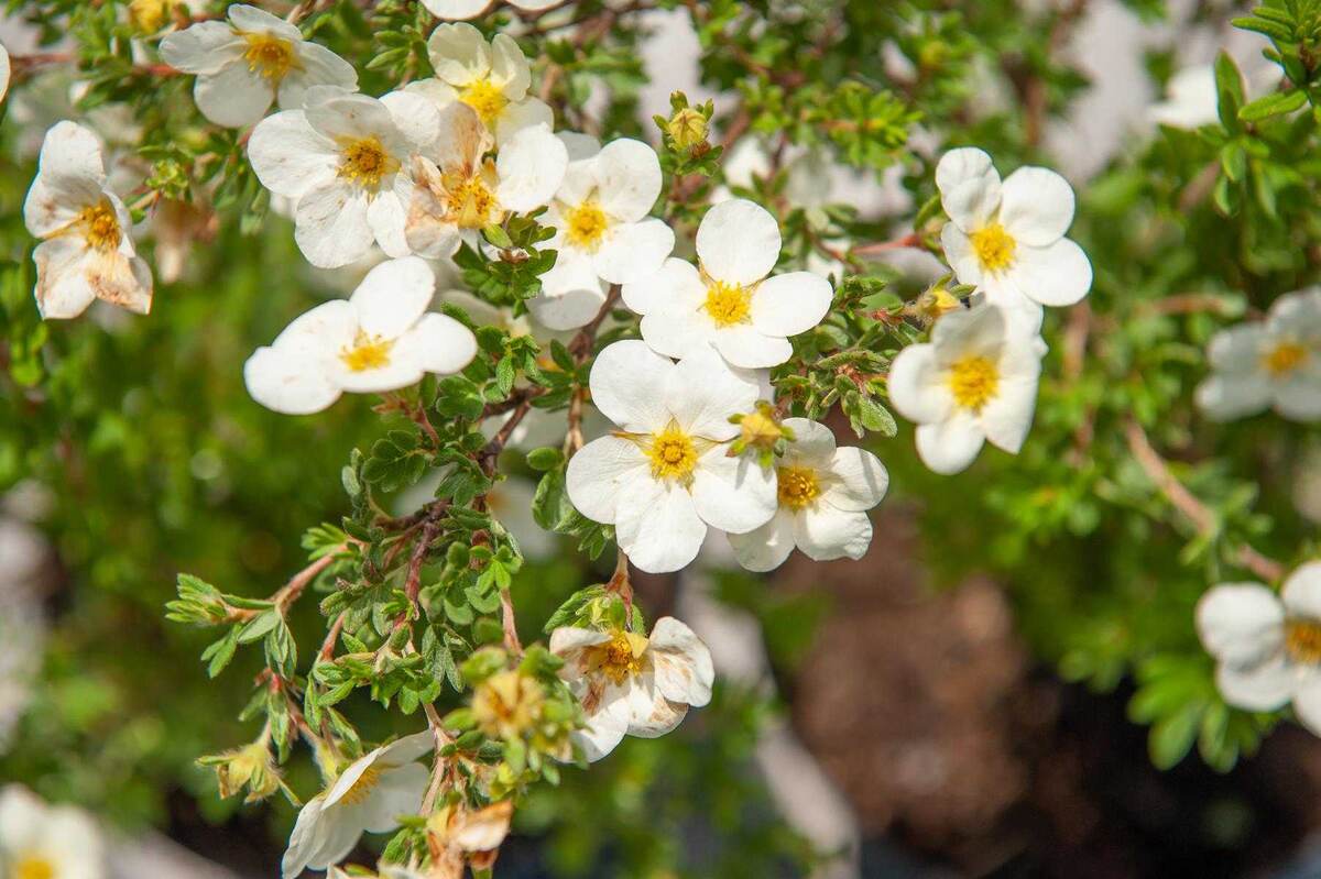 Лапчатка кустарниковая получила свое название потому, что ее листья напоминают крохотную лапку.