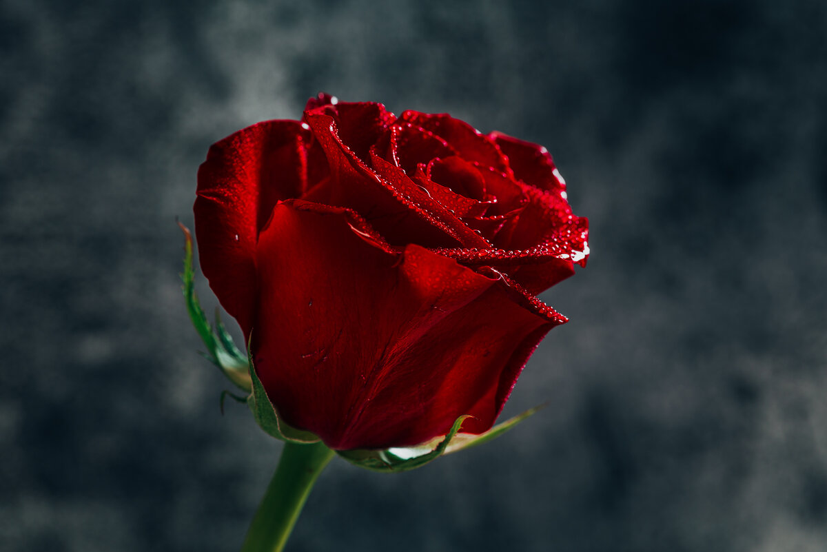 Розы на праздник