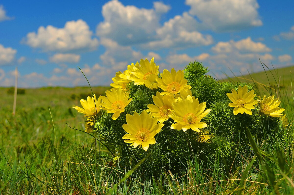 Целительные Рецепты: Адонис весенний (Adonis vernalis) | Здравница Природа  | Дзен