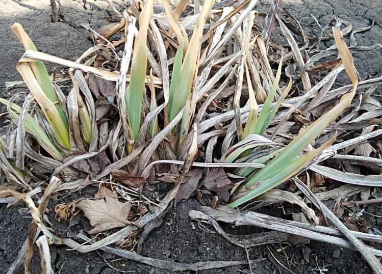 Вот такая работа будет ждать весной, если осенью не срезать листья у ирисов.