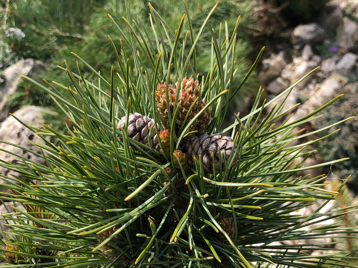 Pinus sibirica Primorsko