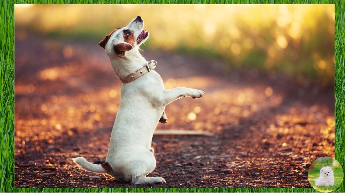 собачка выполняет команду служить