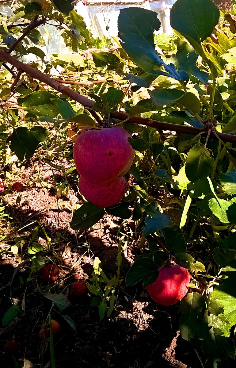 Карликовая яблоня.