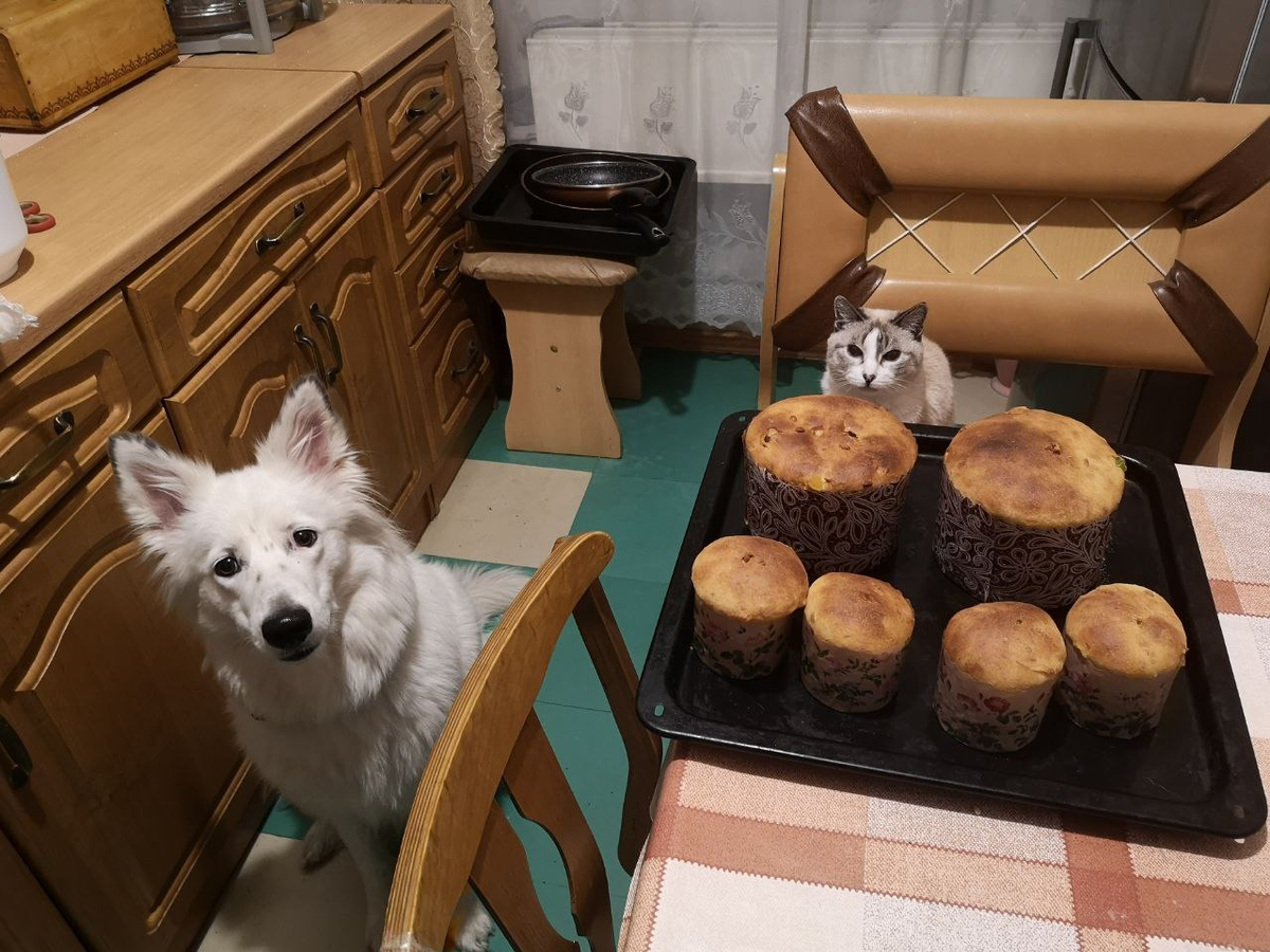 Вообще-то кошка не всегда вредная. Иногда мы в команде хорошо работаем.