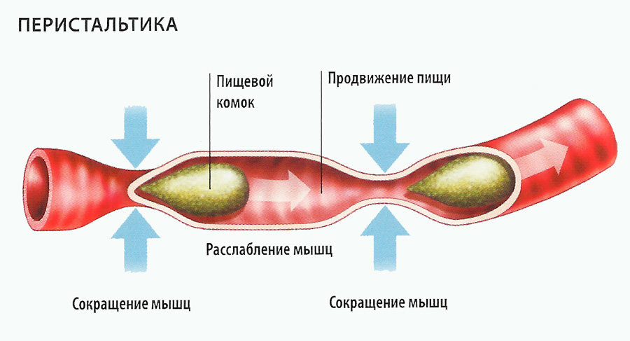 Источник: mediamedic.ru