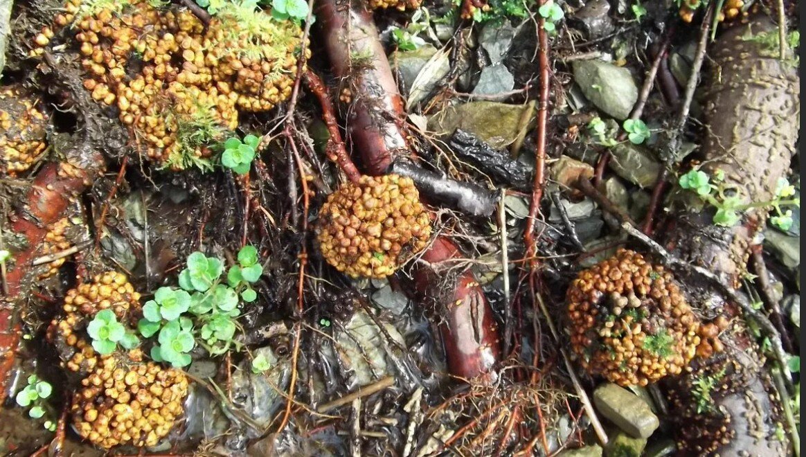 фото взято из открытых источников в образовательных целях