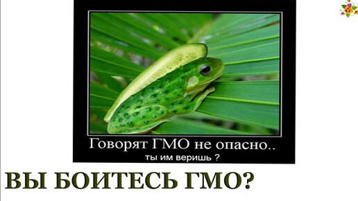 А вы боитесь Гмо?