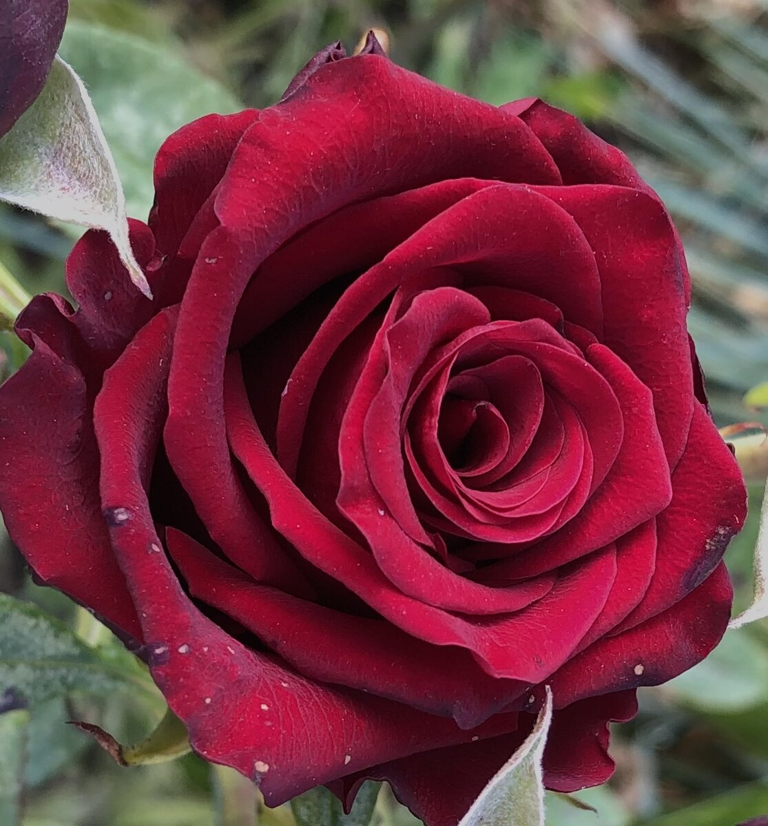 Блэк Баккара чемпион по  ЧП прошлого лета