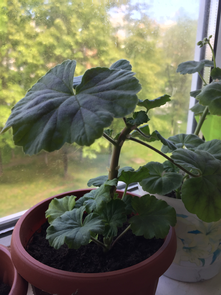 Здесь от основания активно лезут новые ростки