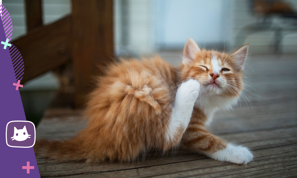 🐱Ушной клещ: какие причины и как помочь питомцу | Нос, хвост, лапы | Дзен