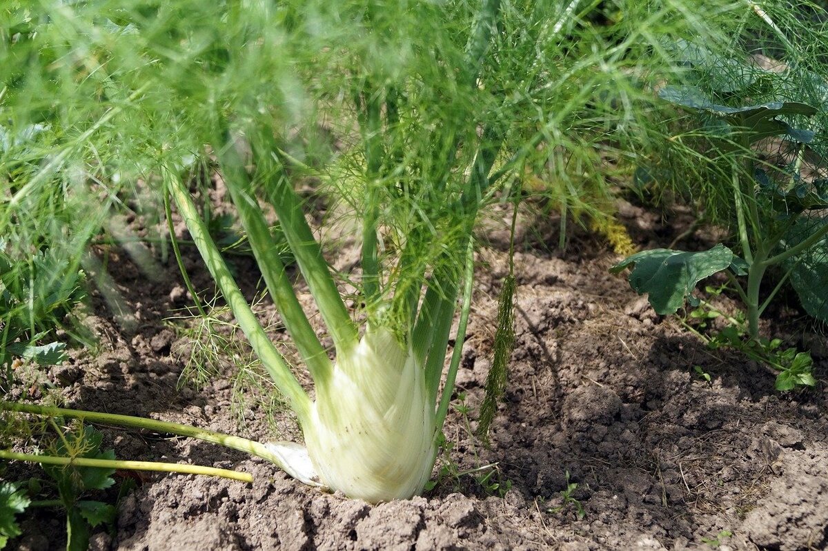 Фенхель. Аптечный укроп на кухне | Семь семян🌱Просто о садоводстве | Дзен