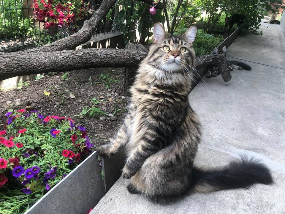 Говоришь ты это мне на обед выращиваешь? Я не козел, я это не ем! 