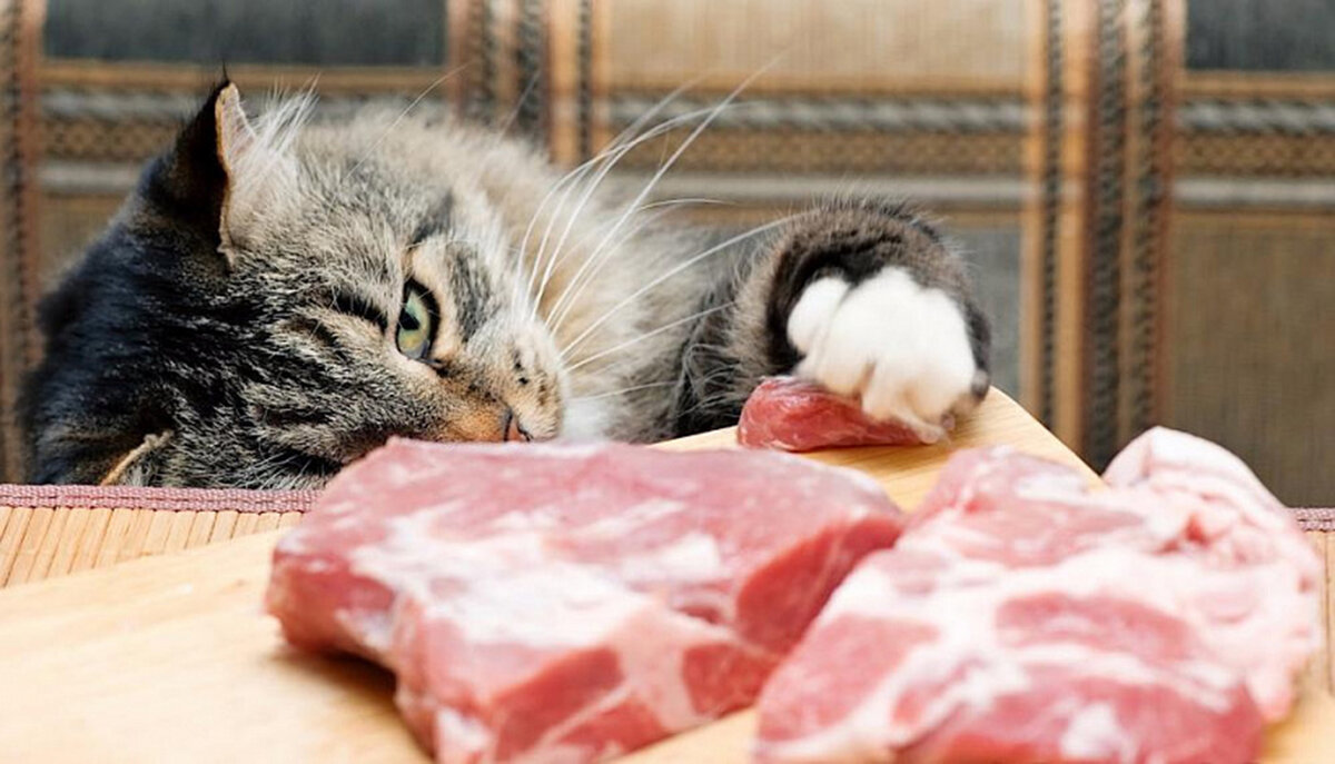 Кот ворует со стола
