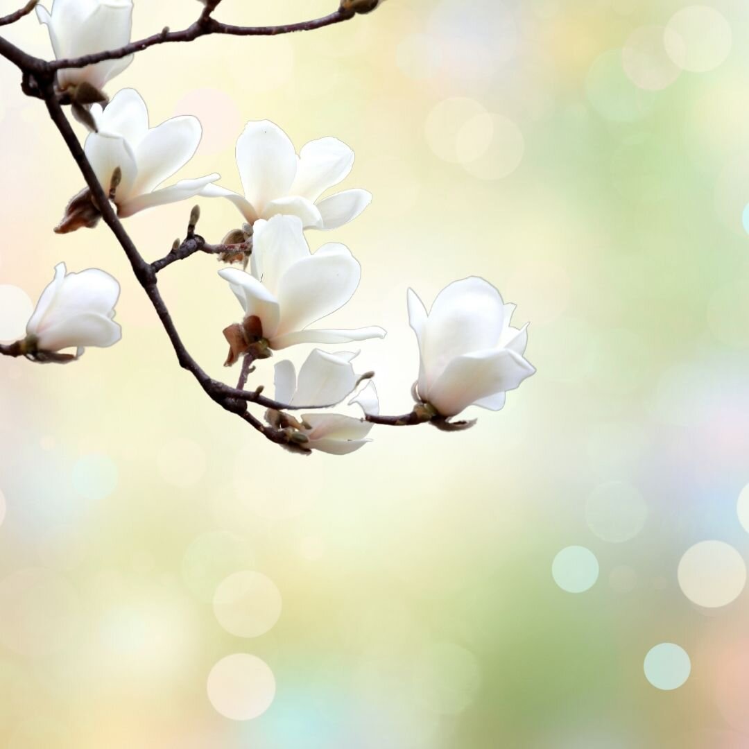 Магнолия