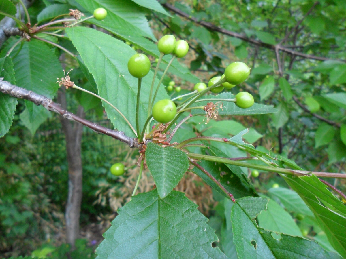 Prunus avium листья