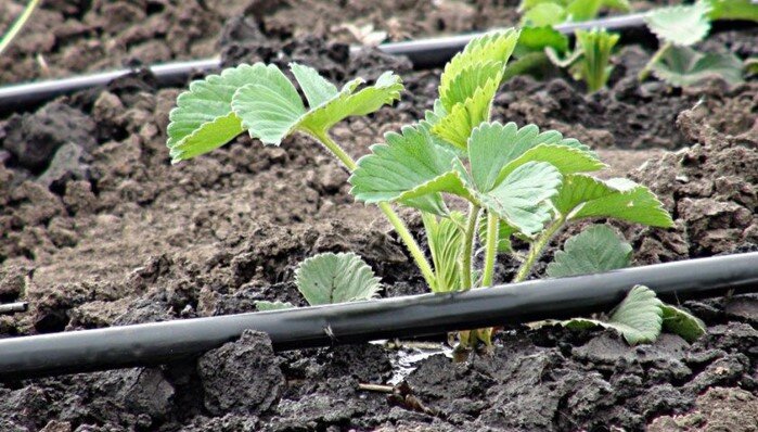 Сажаем клубнику