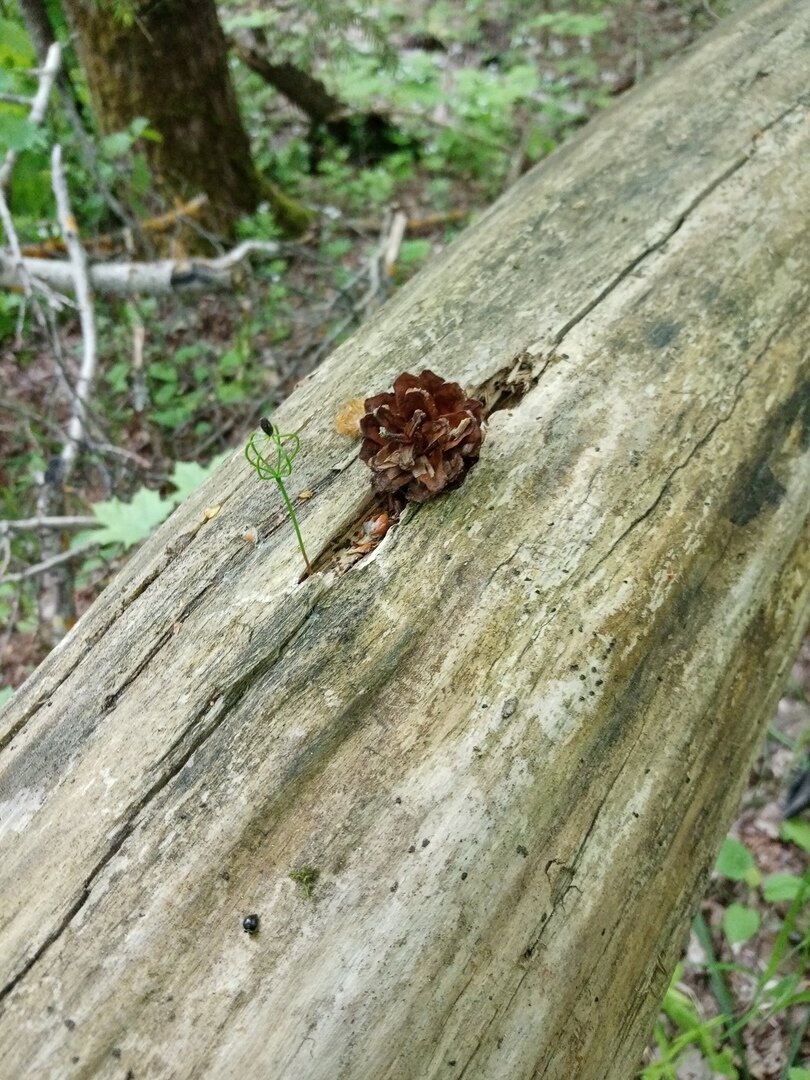 Фото Maxim Rarog.