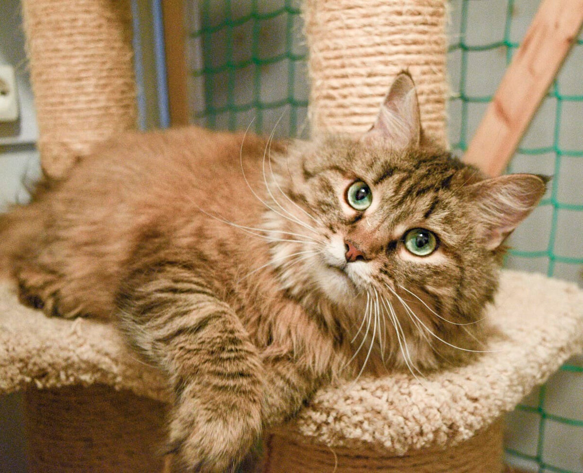 Кошка 7 видео. Кошка лежит. Кошка 7 видео. Кошка 7 видео. Кошка 7 видео.