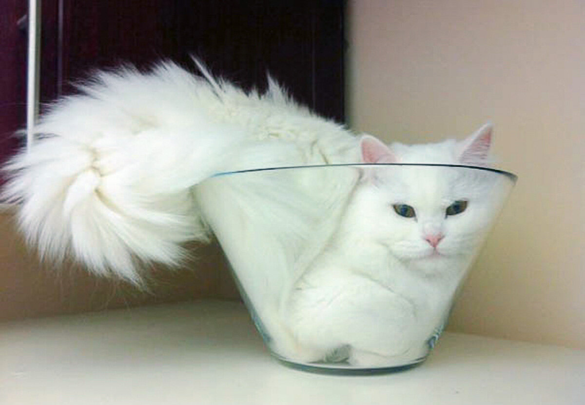 Котики с разными глазами. Все белые смешные. Смешная белая кошка. Все белые смешные. Котики смешные белые.