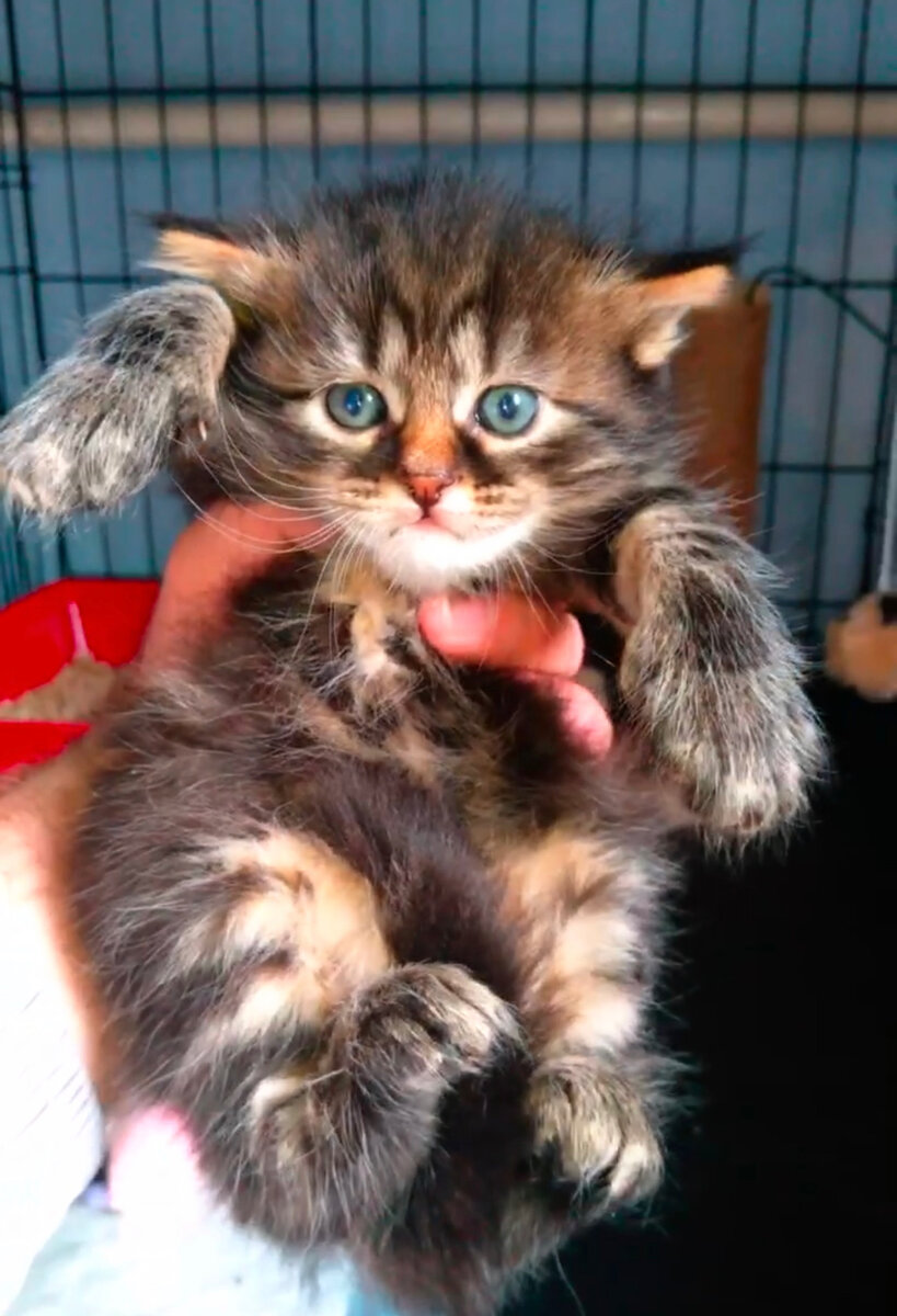 Мальчуган очень напоминает мейн-куна, у него имеются кисточки на ушках