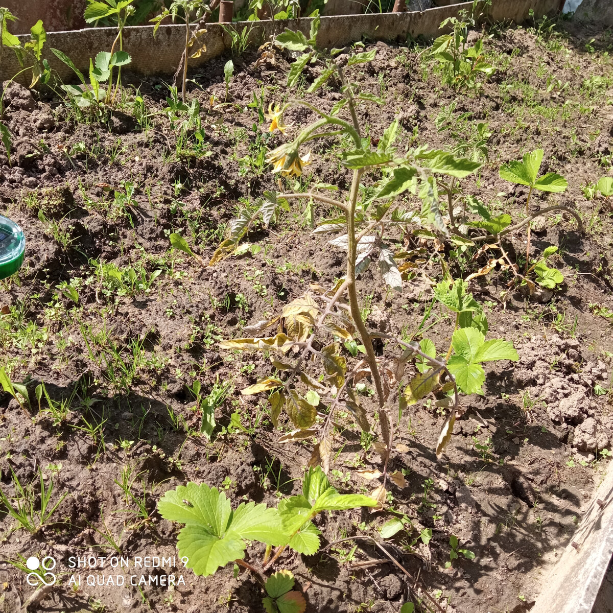 Ну вот что это с ними? Подморозило или вредители?